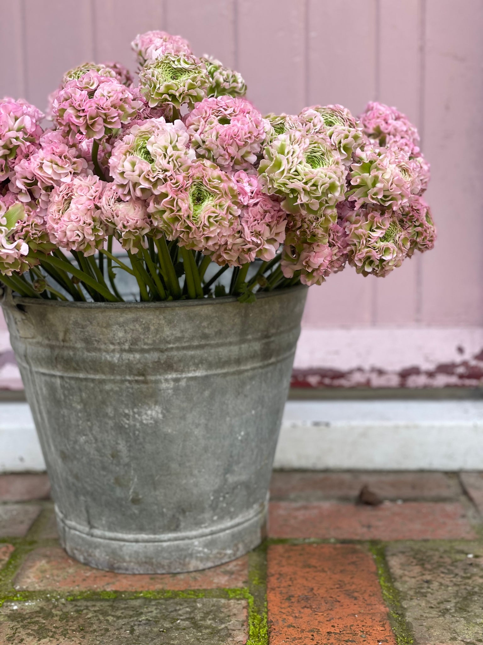 LOVE A BUCKET FULL OF RANUNCULUS